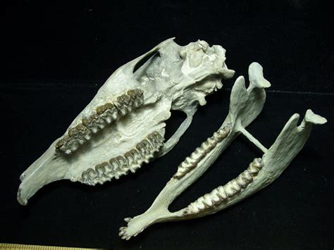 Mesohippus Skeleton