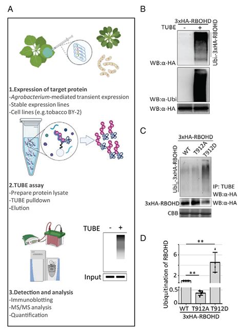 Purification And Detection Of Ubiquitinated Plant Proteins Using Tandem