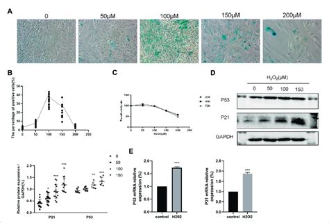 Effects Of H In Beas B Cells A B Sa Gal Staining Of