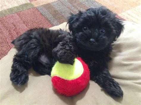 Photo Gallery Of The Yorkshire Terrier Miniature Poodle Mix