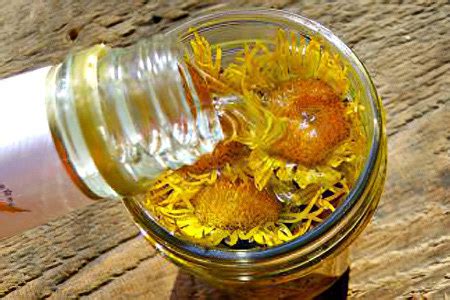 Девясил - 10 лечебных свойств, применение и противопоказания