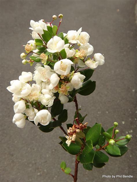 Мирт лума (72 фото) - фото - картинки и рисунки: скачать бесплатно