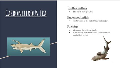 Falcatus Shark