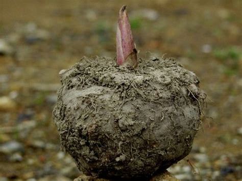 Do you know what konjacsponge is made of? Learn more about konjac plant ...