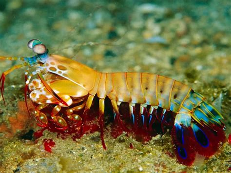 The Peacock Mantis Shrimp A Marvel Of Colors And Strength Worldweet