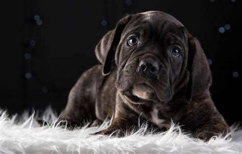 Cane Corso Wallpapers Top Free Cane Corso Backgrounds Wallpaperaccess