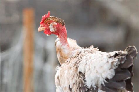 Naked Neck Turken Chicken Breed Profile Pictures