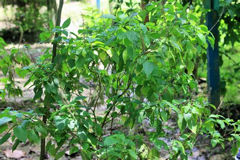 Tulsi | Digital Herbarium of Crop Plants