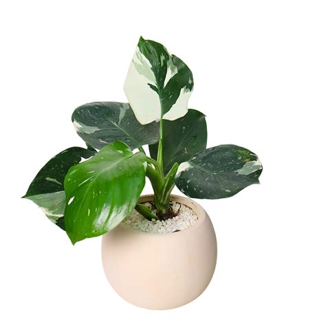Plant Ts Page 8 Jm Flower