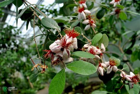 Фейхоа цветение дерева (71 фото)