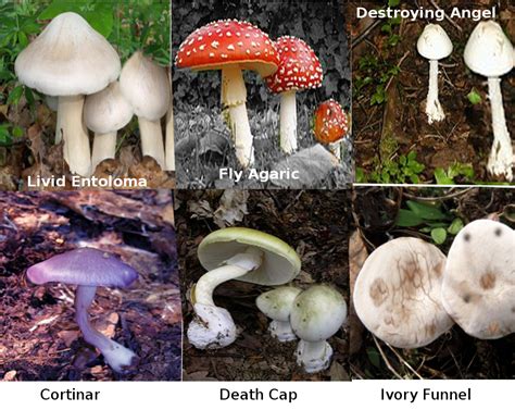 Mushroom Toxicity | Treatment & Management | Point of Care