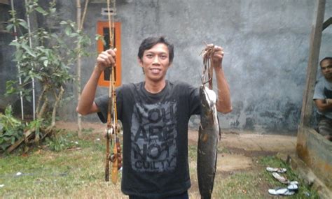Cara Mancing Lele Dan Umpan Ampuh Lele Babon Di Sungai Mancing Alam Liar