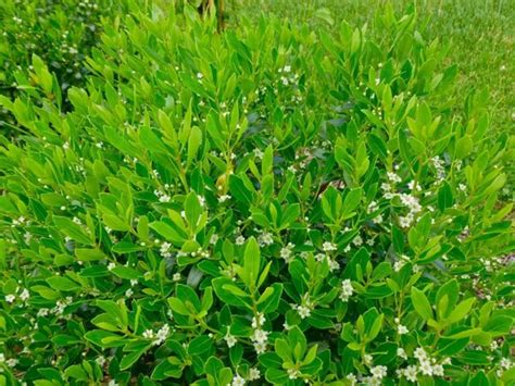 Inkberry Holly Compactus Plant Profile Sylvan Gardens Landscape