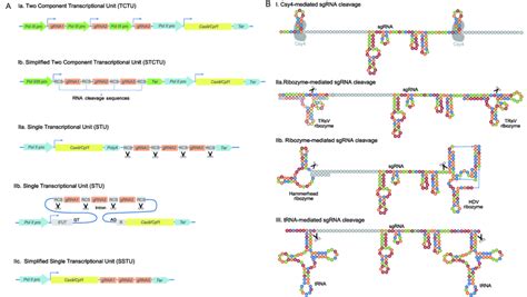 Multiplex Gene Editing Systems In Plants A Vector Systems Developed