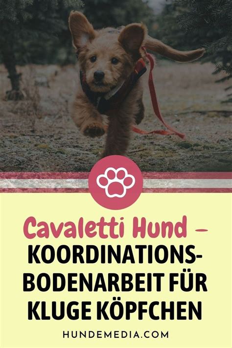 Du möchtest mehr über Cavaletti Hund Sportarten erfahren Klick rein