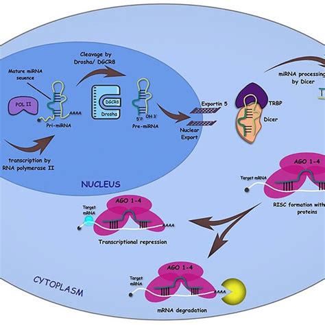 The Biogenesis Of Micrornas By Canonical Pathway Maturation Of Mirna