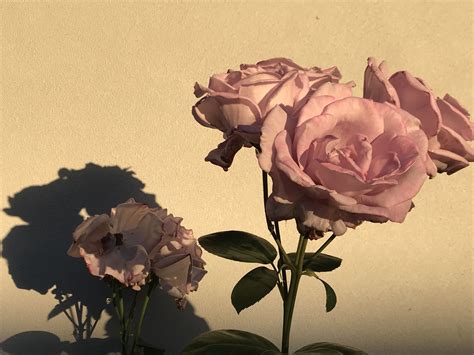 Pink aesthetic | Flower aesthetic, Pink aesthetic, Pink flowers
