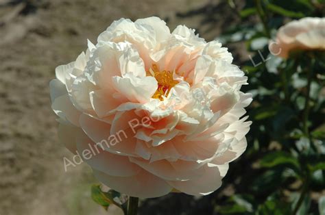 The Pastelegance Peony | Adelman Peony Gardens
