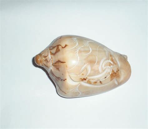 Ракушка — цена 200 грн в каталоге Декоративные элементы Купить товары ...