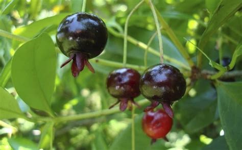 Arvores Frutiferas Brasileiras De A A Z - FDPLEARN