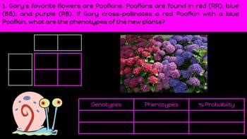 Spongebob Friends Bikini Bottom Genetics Punnett Squares Google Slides Activity
