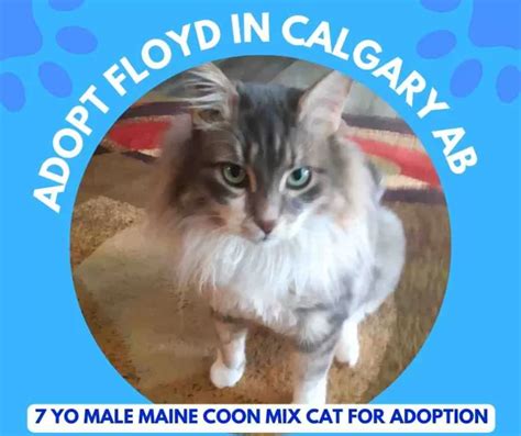 ADOPTED - Tortie Maine Coon Mix Cat Calgary AB