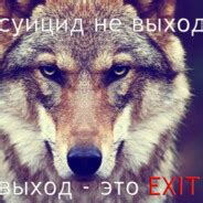 Steam Community :: волк