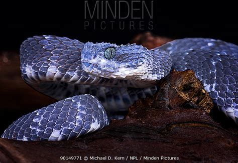 African Bush Viper Stock Photo Minden Pictures