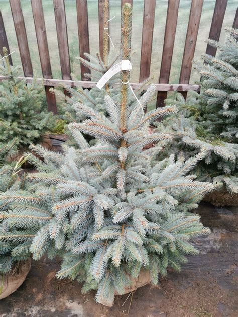 Купить Ель Глаука Кейбаб в СПБ и Лен обл