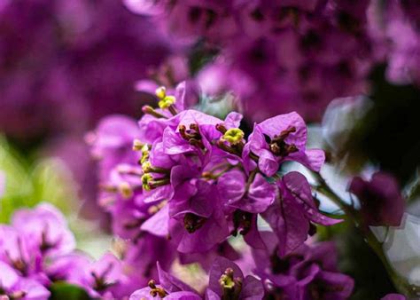 Full Sun Plants Best Picks For A Vibrant Miami Garden