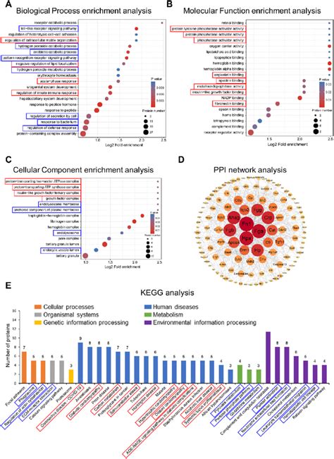 Functional Classification And Enrichment Analysis Of Cn And As Evs