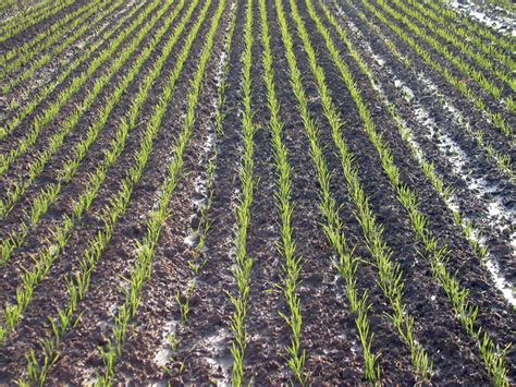 top dressing method definition  maddison westacott blog