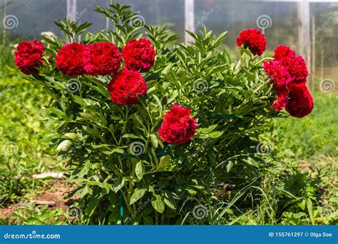 Paeonia Old Faithful In Garden Stock Image Image Of Botanical Bright