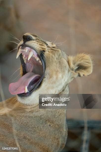 Sudan Lion Photos And Premium High Res Pictures Getty Images