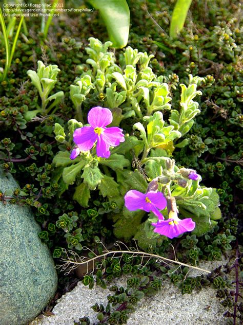 Plantfiles Pictures Rock Cress Aubretia Cascade Red Aubrieta By Rdt