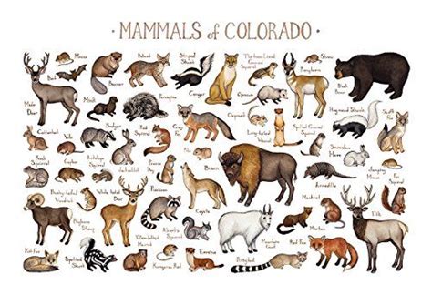 Colorado Mammals Field Guide Art Print Mammals Guided Art Field Guide