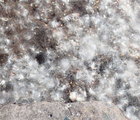 Not Actually Snow Pussy Willows The Backyard Arthropod Project