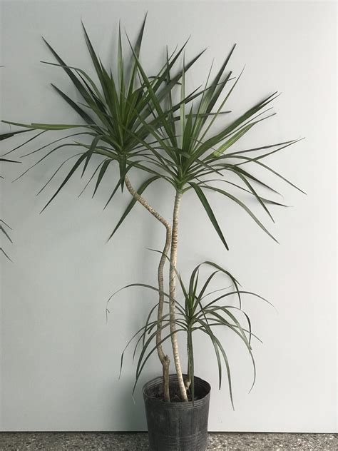 Dracena Marginata Vivero 212 Mar Del Plata