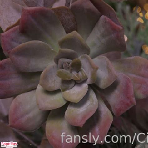 Cinderella Girl Aka Cinderella Story Aka Cinderelagirl Aka Cinderelastory Nude Leaks Onlyfans