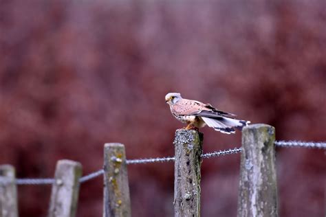 Valk Bird Of Prey - Free photo on Pixabay - Pixabay