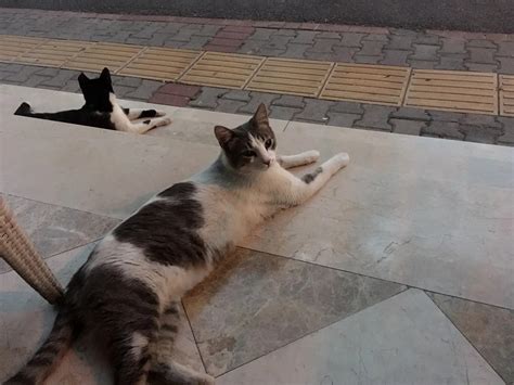 Feral Cats In Turkey Ombiaiinterijeri