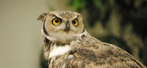 Owl Forest at Tracy Aviary Liberty Park