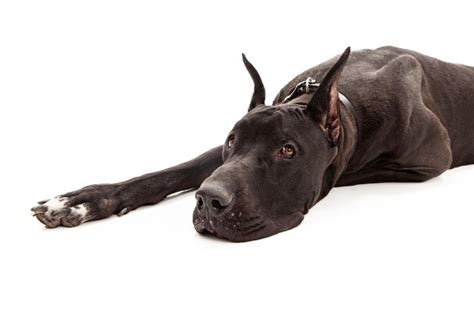 Premium Photo Great Dane Dog Laying Down