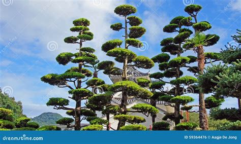 Japanese pine trees stock photo. Image of trees, balls - 59364476