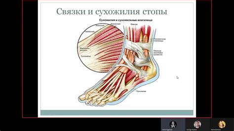 Оценка состояния стопы. Упражнения - YouTube