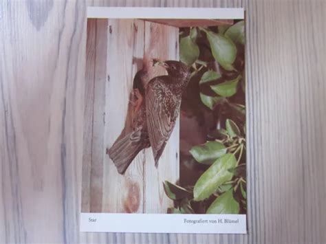 DDR ALTE Postkarte AK Karte Mit VOGELMOTIV STAR Ungelaufen EUR 1