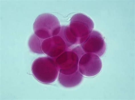 Starfish Embryology Morula Development 100x At 35mm