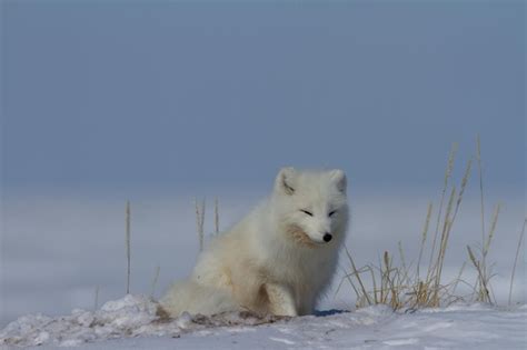 Raposa Do Rtico Vulpes Lagopus Sentado Na Neve E Olhando Ao Redor Da