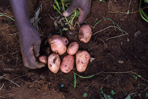 Rooted Apical Cuttings Meru Kenya Paul Munene Produces R Flickr