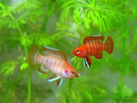 Дарио Дарио - Dario dario - Scarlet Badis - Рыбки - Nano Fish